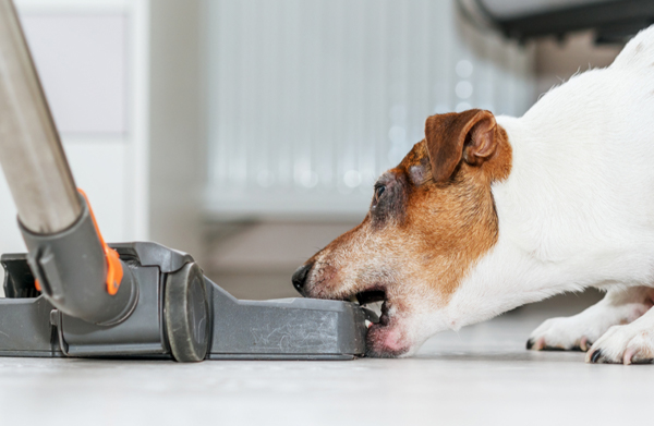 warum-hunde-angst-vor-staubsauger-haben